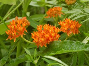 Asclepias tuberosa (Ваточник клубненосный)