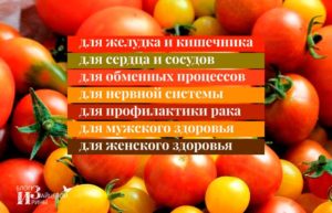 Свойства помидора: польза и вред