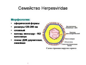 Семейство герпесвирусов (Herpesviridae)