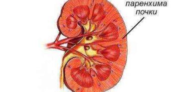 Может ли паренхима почки восстановится?