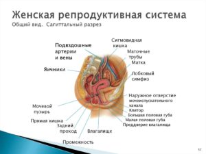 Женская репродуктивная система (продолжение...)