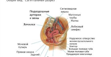 Женская репродуктивная система (продолжение...)