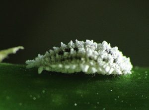 Coccus cacti (Мексиканская кошениль)