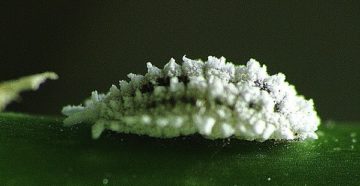 Coccus cacti (Мексиканская кошениль)