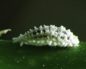 Coccus cacti (Мексиканская кошениль)