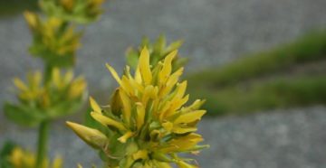 Gentiana lutea (Генциана желтая)