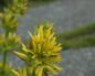 Gentiana lutea (Генциана желтая)