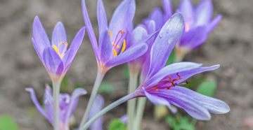 Colchicum autumnale (Безвременник осенний)