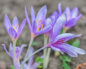 Colchicum autumnale (Безвременник осенний)
