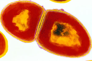 Enterococcus faecalis 10*4 КОЕ/г