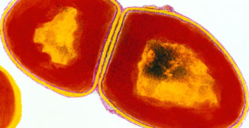 Enterococcus faecalis 10*4 КОЕ/г