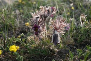 Pulsatilla (Прострел луговой)