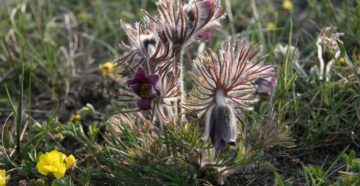 Pulsatilla (Прострел луговой)