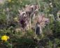Pulsatilla (Прострел луговой)