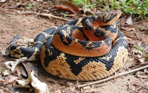 Lachesis (Яд змеи сурукуку (Южная Америка)