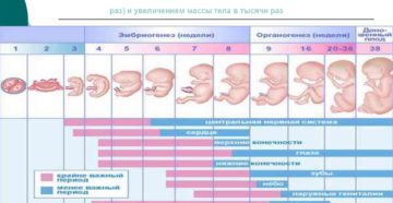 Внутриутробное инфицирование плода по триместрам развития беременности