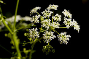 Conium maculatum (Болиголов) (продолжение...)