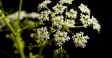 Conium maculatum (Болиголов) (продолжение...)