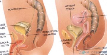 Чувство, как-будто хочется в туалет во время секса