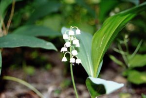 Convallaria majalis (Ландыш)