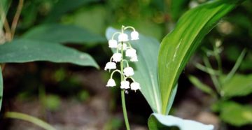 Convallaria majalis (Ландыш)