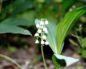 Convallaria majalis (Ландыш)