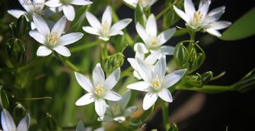 Ornithogalum umbellatum (Птицемлечник зонтичный)