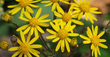 Senecio aureus (Крестовник золотистый)