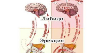 Диагностика импотенции (эректильной дисфункции)