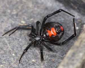 Latrodectus mactans (Ядовитый паук)