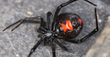 Latrodectus mactans (Ядовитый паук)