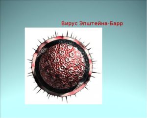 Гамма-герпесвирусы (Gamma-herpesvirinae): вирус Эпштейна-Барр