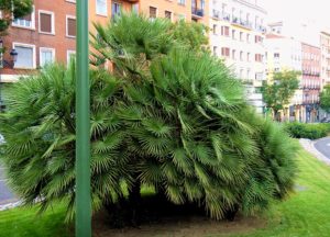 Sabal serrulata (Пиловидная пальма)