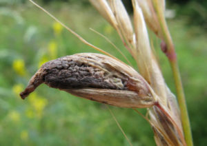 Secale cornutum - claviceps purpurea (Спорынья)