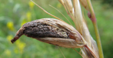 Secale cornutum - claviceps purpurea (Спорынья)