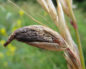 Secale cornutum - claviceps purpurea (Спорынья)