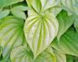 Dioscorea villosa (Дикий ямс)