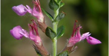 Teucrium marum (Дубровник настоящий)