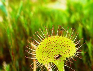 Drosera (Росянка)