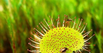 Drosera (Росянка)