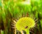 Drosera (Росянка)