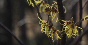 Hamamelis virginica (Гамамелис виргинский)