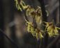 Hamamelis virginica (Гамамелис виргинский)