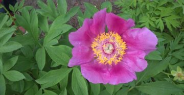 Paeonia (Пион аптечный)