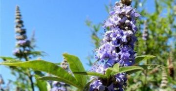 Agnus castus (Авраамово дерево)