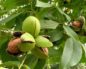 Juglans regia (Грецкий орех)