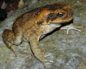 Bufo (Яд жабы)
