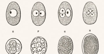 замедленное деление эмбриона