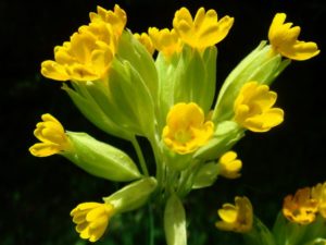 Primula veris (Первоцвет весенний)