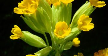 Primula veris (Первоцвет весенний)